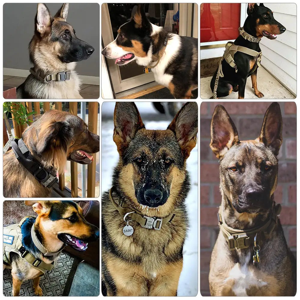 Premium Dog Collar β Durable, Stylish & Comfortable for Everyday Use πΆ