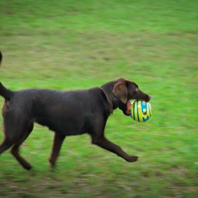 Wobble Wag Giggle Ball β Fun, Glowing & Noisy Toy for Happy Dogs! πΎ