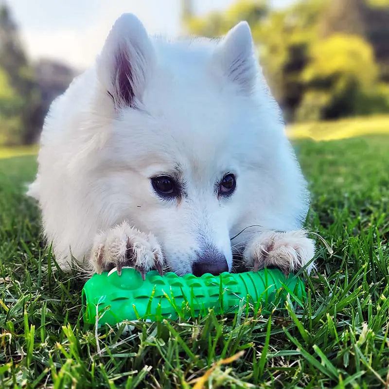 Croc Dental Chew Toy โ Fun & Effective Teeth Cleaning for Dogs ๐๐ฆท