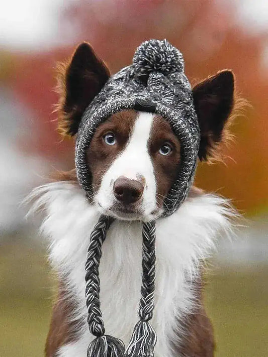 Canine Cap Companion – Stylish & Comfortable Dog Hat 🐾🧢