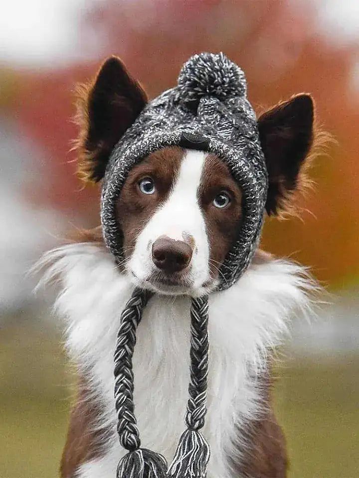 Canine Cap Companion – Stylish & Comfortable Dog Hat 🐾🧢