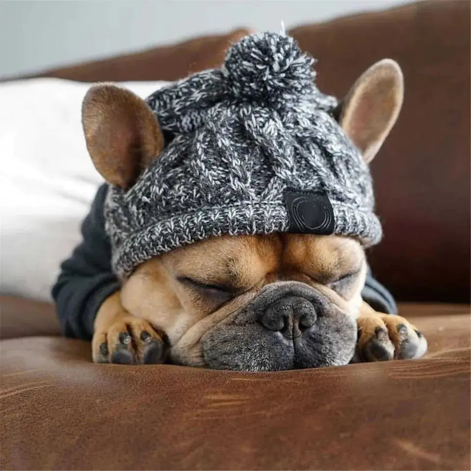 Canine Cap Companion – Stylish & Comfortable Dog Hat 🐾🧢
